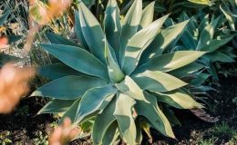 İbn-i Sina’nın tıbbi mirası: İşte sabır otu ve faydaları…