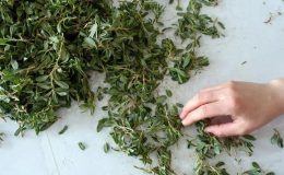 Anadolu’nun gizemli hazinesi: İşte Madımak otu ve bilinmeyen faydaları…