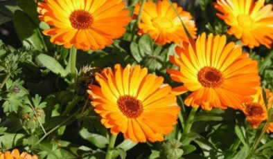 Sağlık ve güzelliğin sırrı doğada saklı: İşte mucizevi Aynısefa bitkisi ve faydaları…