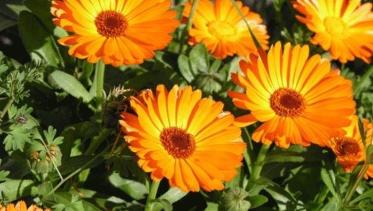 Sağlık ve güzelliğin sırrı doğada saklı: İşte mucizevi Aynısefa bitkisi ve faydaları…